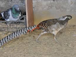 Image result for Chrysolophus amherstiae