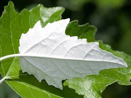 Attēlu rezultāti vaicājumam “Populus alba”