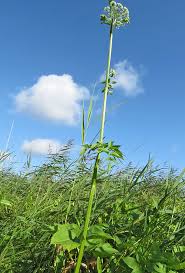 Attēlu rezultāti vaicājumam “Angelica palustris”