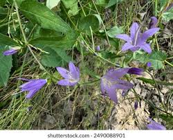 Image result for Campanula lingulata