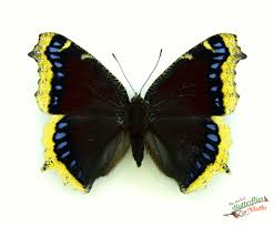 Attēlu rezultāti vaicājumam “Nymphalis antiopa underside”