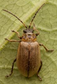 Attēlu rezultāti vaicājumam “Lochmaea caprea”