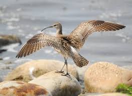 Image result for Numenius tenuirostris