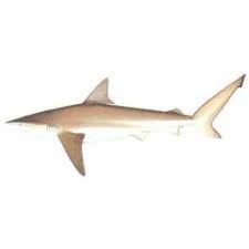 Image result for Carcharhinus brachyurus