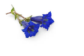 Image result for Enzian