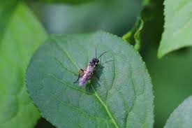 Attēlu rezultāti vaicājumam “Tenthredo campestris female”