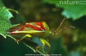 Attēlu rezultāti vaicājumam “Acanthosoma haemorrhoidale”