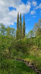 Attēlu rezultāti vaicājumam “Populus tremula”