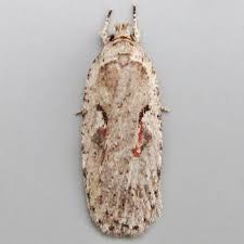 Attēlu rezultāti vaicājumam “Agonopterix ocellana”