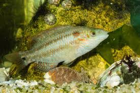 Image result for Symphodus melops