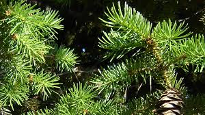 Attēlu rezultāti vaicājumam “Pseudotsuga menziesii var. glauca”