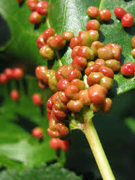 Attēlu rezultāti vaicājumam “Vasates quadripedes”