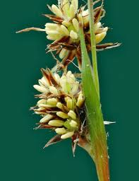 Attēlu rezultāti vaicājumam “Luzula campestris”