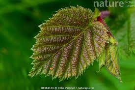 Attēlu rezultāti vaicājumam “Corylus avellana leaf”