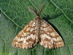 Attēlu rezultāti vaicājumam “Ematurga atomaria male”