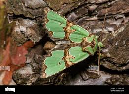 Attēlu rezultāti vaicājumam “Staurophora celsia”
