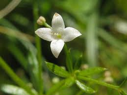 Attēlu rezultāti vaicājumam “Galium uliginosum”