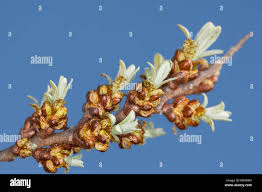 Attēlu rezultāti vaicājumam “Hippophae rhamnoides female flower”