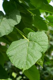 Attēlu rezultāti vaicājumam “Tilia tomentosa leaf”