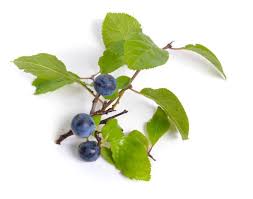 Attēlu rezultāti vaicājumam “Prunus spinosa leaf”