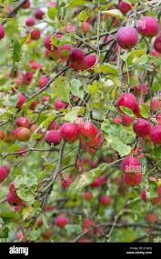 Attēlu rezultāti vaicājumam “Malus prunifolia fruit”