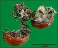 Attēlu rezultāti vaicājumam “Attelabus nitens”