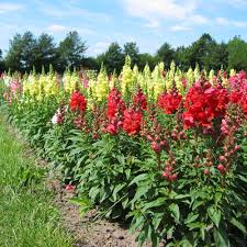 Attēlu rezultāti vaicājumam “Antirrhinum majus”