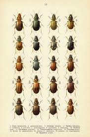 Attēlu rezultāti vaicājumam “Tachyta nana”