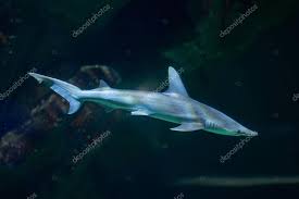 Image result for Sphyrna tiburo