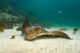 Image result for Myliobatis aquila