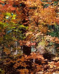 Image result for $$fall_akte__ort$$