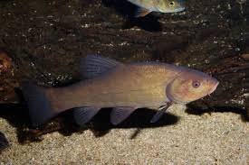 Image result for Tinca tinca