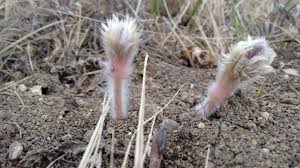 Attēlu rezultāti vaicājumam “Pulsatilla patens fruit”