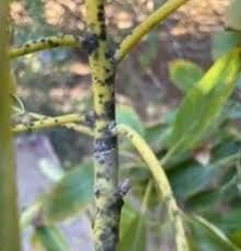 Attēlu rezultāti vaicājumam “Stemonitis axifera var. smithii stalked”