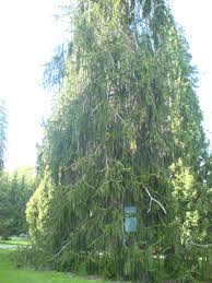 Attēlu rezultāti vaicājumam “Picea abies fo. virgata”