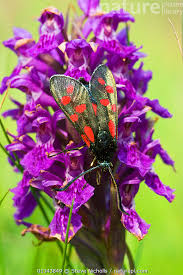 Attēlu rezultāti vaicājumam “Zygaena lonicerae”