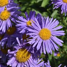 Image result for Aster
