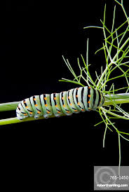Attēlu rezultāti vaicājumam “Papilio machaon larva”