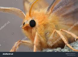 Attēlu rezultāti vaicājumam “Ennomos erosaria”