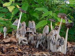 Attēlu rezultāti vaicājumam “Coprinus lagopus”