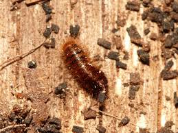 Attēlu rezultāti vaicājumam “Megatoma undata”