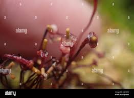 Attēlu rezultāti vaicājumam “Splachnum ampullaceum”