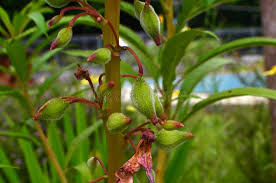 Attēlu rezultāti vaicājumam “Impatiens parviflora fruit”