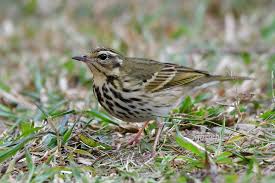 Image result for Anthus hodgsoni