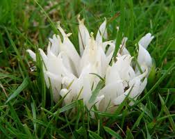 Attēlu rezultāti vaicājumam “Comatricha fragilis”