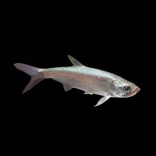 Image result for Megalops atlanticus