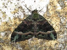 Attēlu rezultāti vaicājumam “Euphyia unangulata”