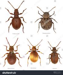 Attēlu rezultāti vaicājumam “Ptinus sp. male”