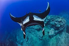 Image result for Mobula birostris