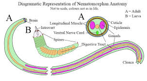 Attēlu rezultāti vaicājumam “Nematomorpha”